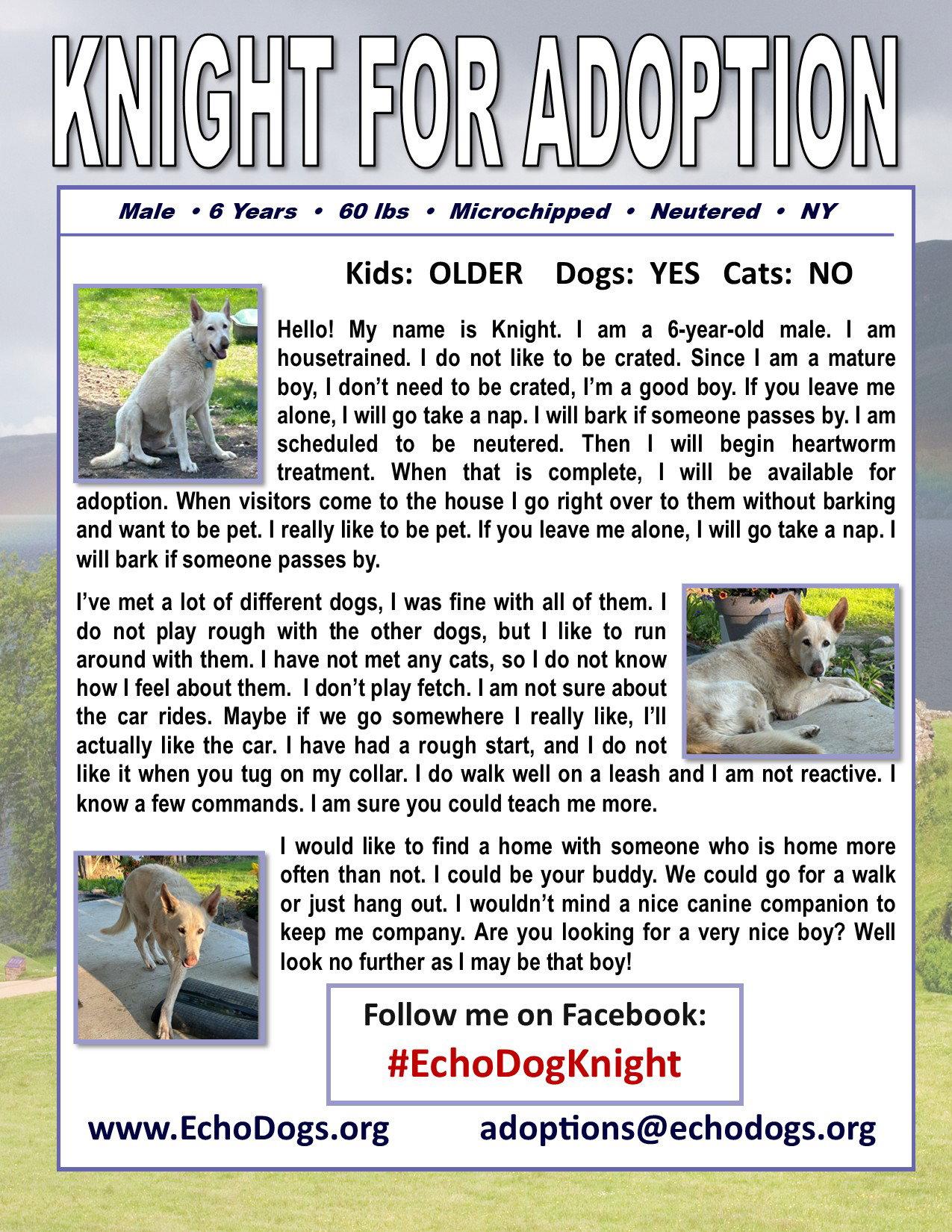 Knight, a Adoptable White German Shepherd in Londonderry, NH image 2/3