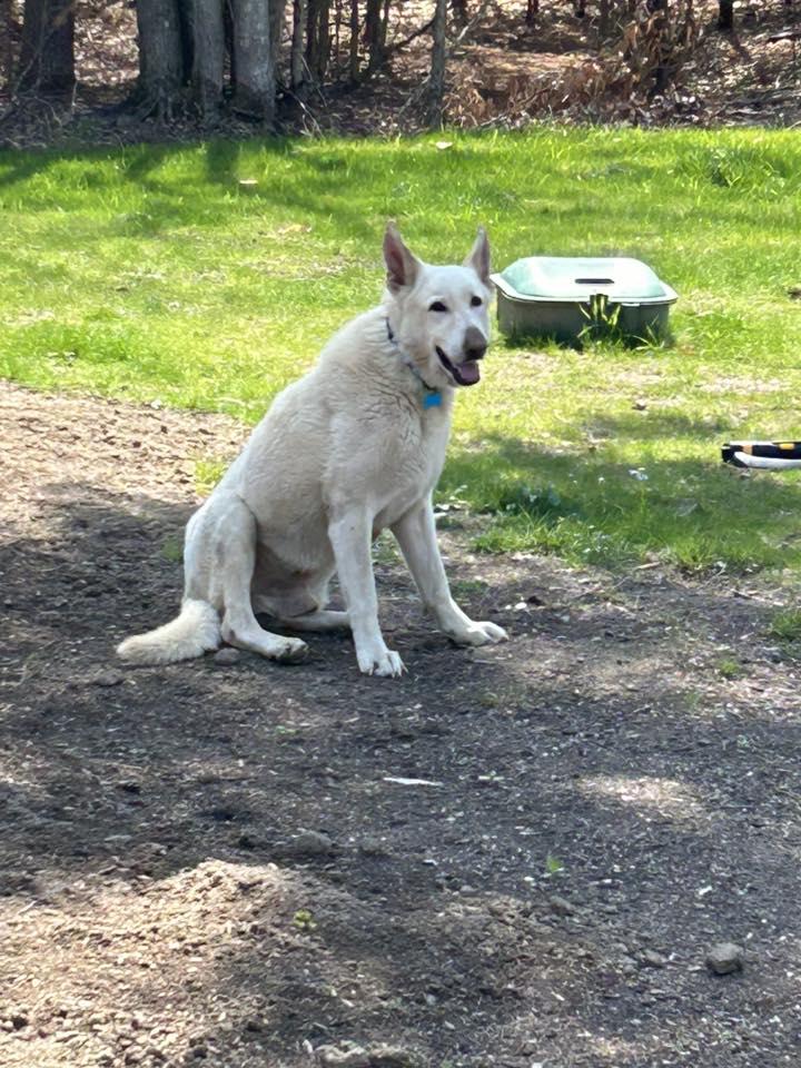 Knight, a Adoptable White German Shepherd in Londonderry, NH image 3/3