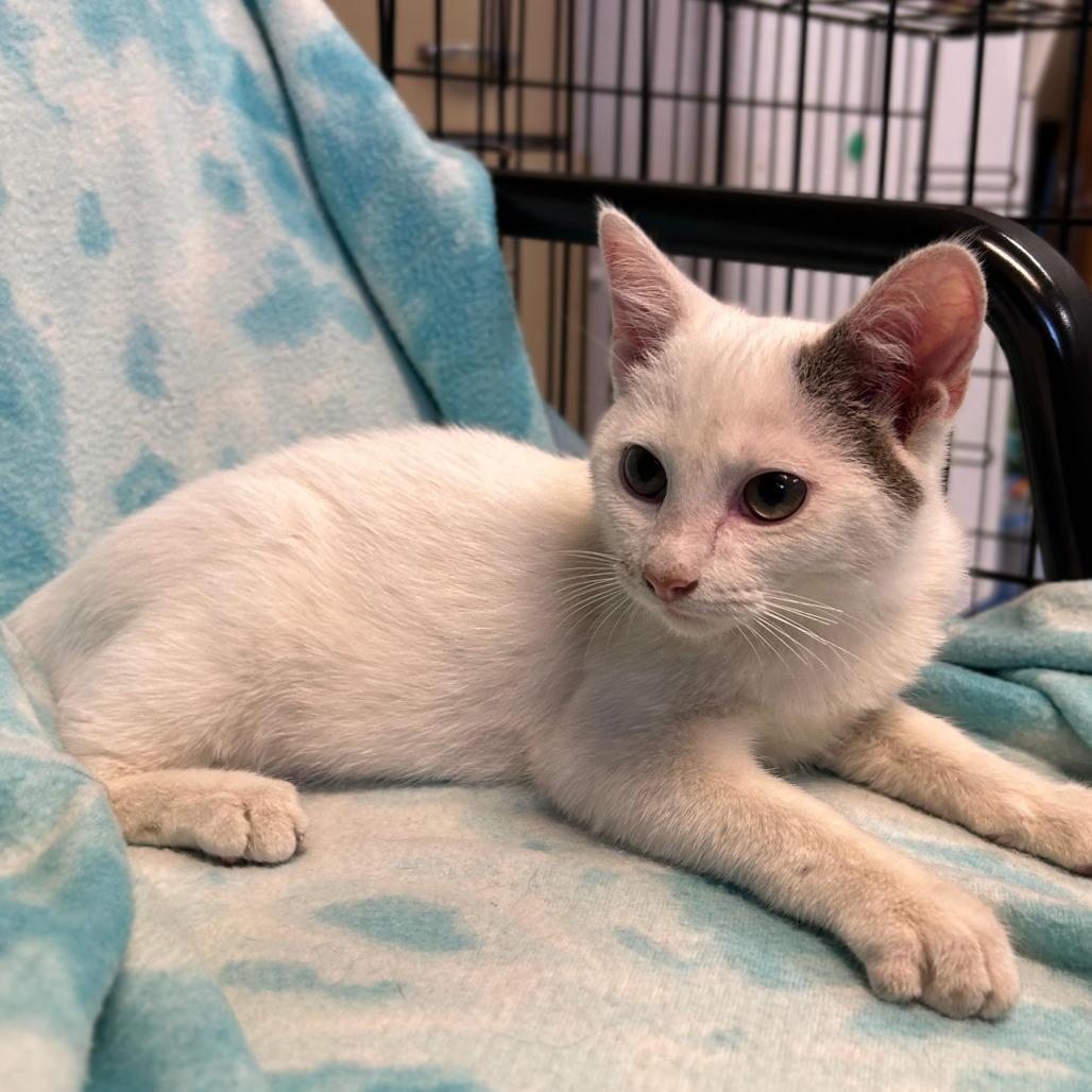 Alfie, Adoptable, Young Male Domestic Short Hair.