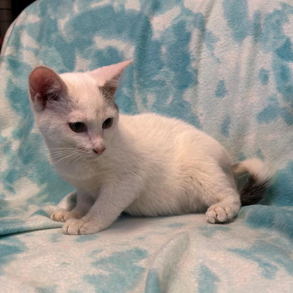 Enlarge Alfie, a Adoptable Domestic Short Hair in Kittanning, PA image 2/3