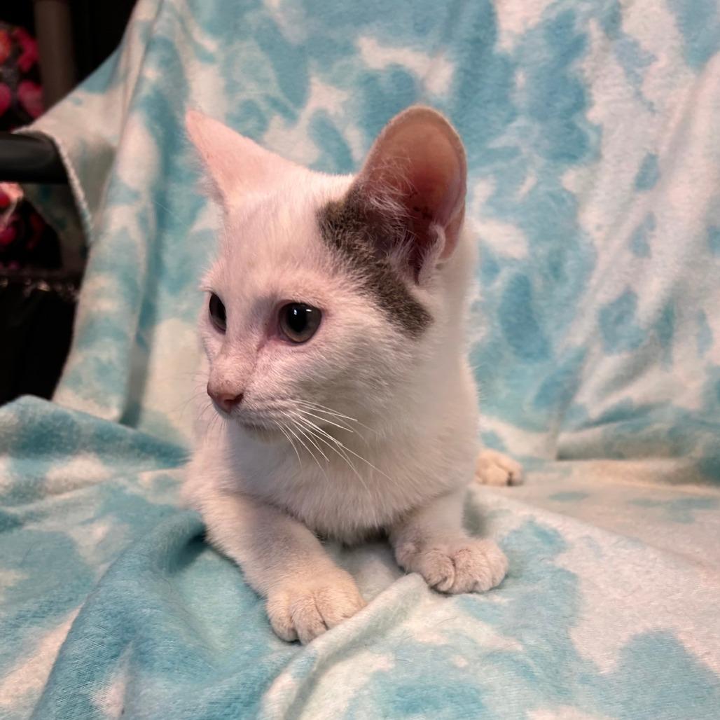 Enlarge Alfie, a Adoptable Domestic Short Hair in Kittanning, PA image 3/3