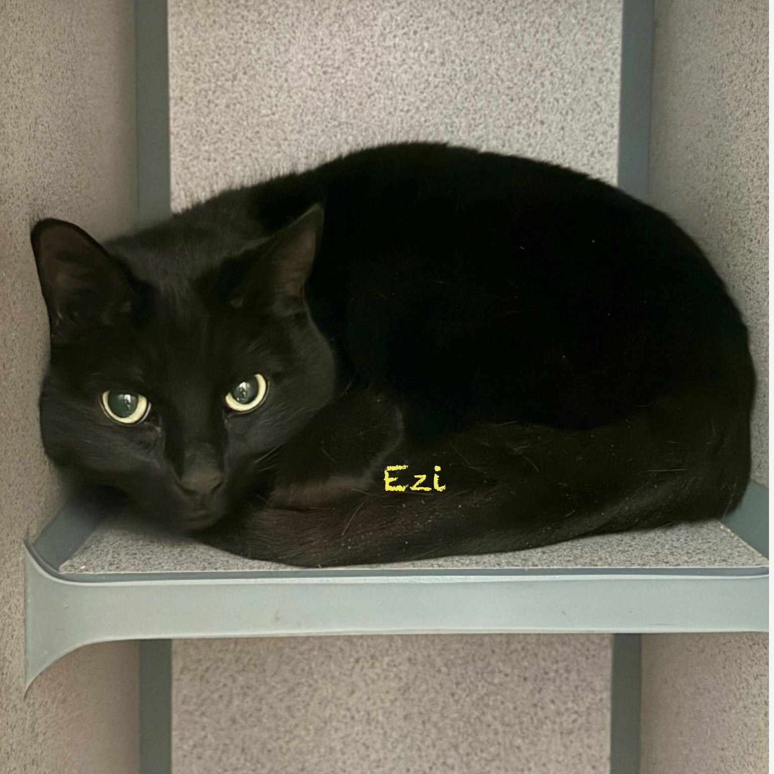 Ezi, adopted, Adult Female Domestic Short Hair.