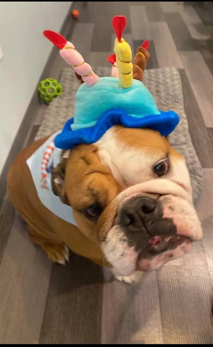 Patton, adopted, Adult Male English Bulldog.