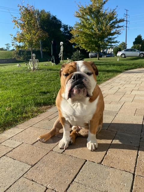 Enlarge Patton, an adopted English Bulldog in Jarrettsville, MD image 6/6