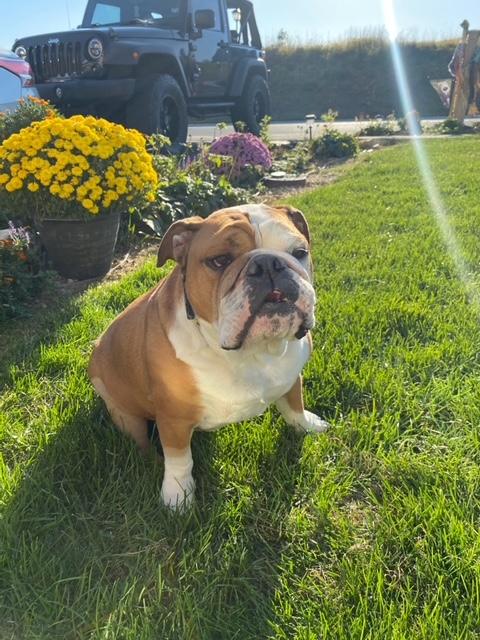 Enlarge Patton, an adopted English Bulldog in Jarrettsville, MD image 4/6