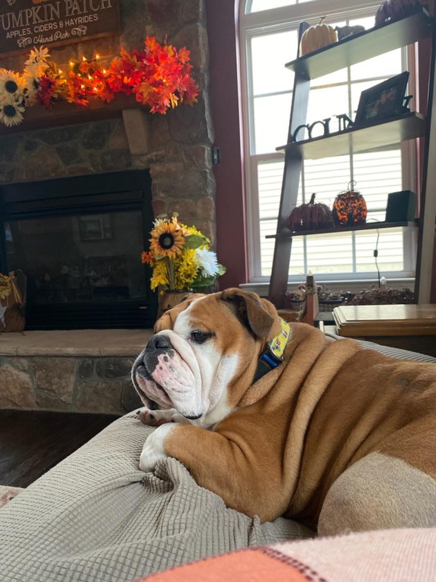 Enlarge Patton, an adopted English Bulldog in Jarrettsville, MD image 5/6