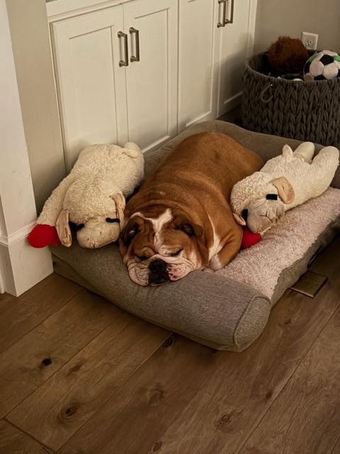 Enlarge Patton, an adopted English Bulldog in Jarrettsville, MD image 3/6