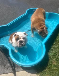 Enlarge Patton, an adopted English Bulldog in Jarrettsville, MD image 2/6