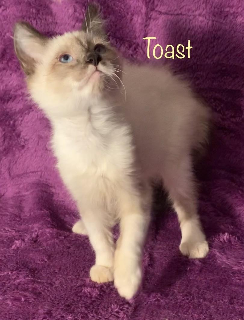 Enlarge Toast, an adopted Snowshoe in Dixon, CA image 1/3