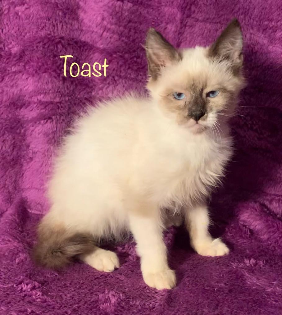Enlarge Toast, an adopted Snowshoe in Dixon, CA image 2/3