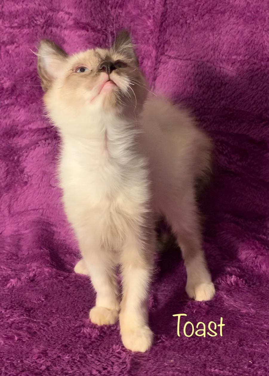 Enlarge Toast, an adopted Snowshoe in Dixon, CA image 3/3