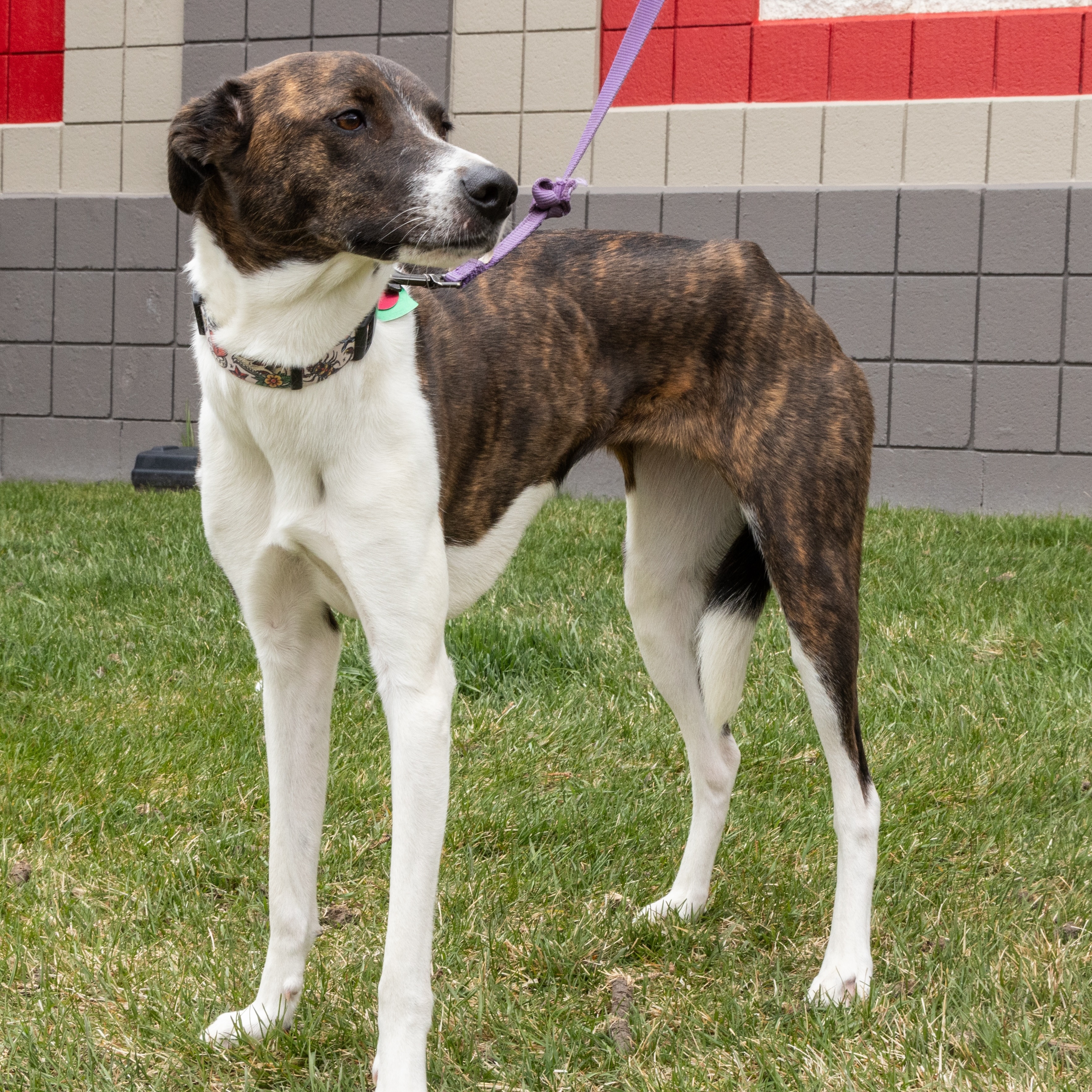 Enlarge Molly *Adoption Pending*, a Adoptable mixed breed in Millville, UT image 1/1