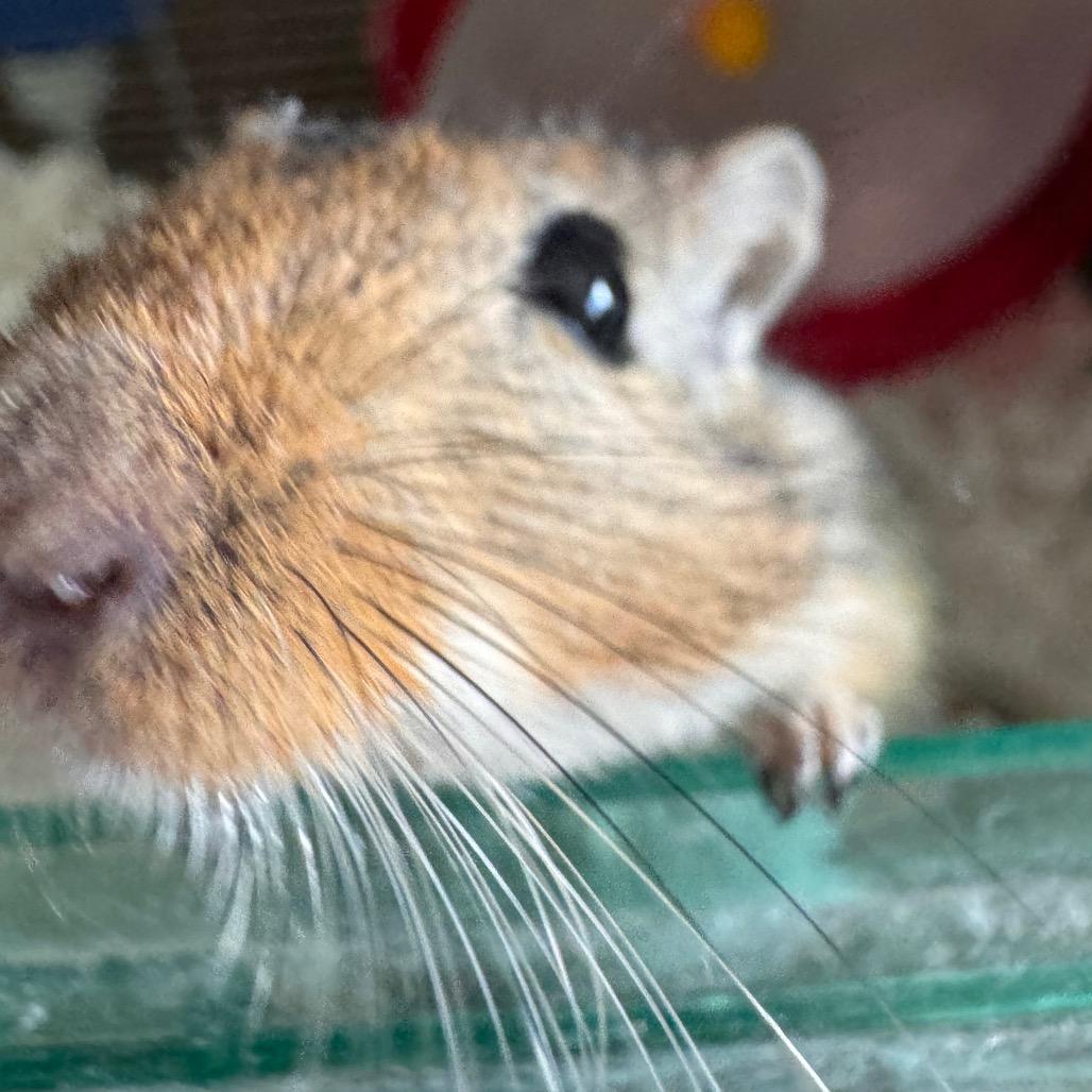 Enlarge Milkshake, a Adoptable Gerbil in Clearwater, FL image 1/4