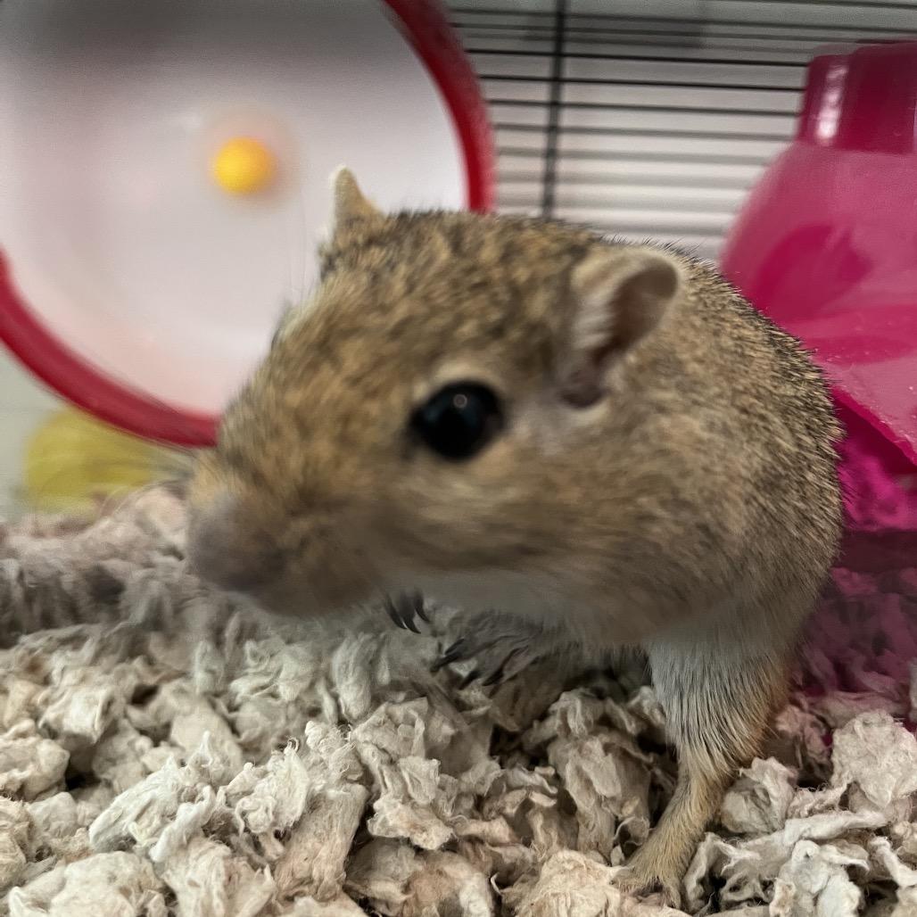 Enlarge Milkshake, a Adoptable Gerbil in Clearwater, FL image 2/4