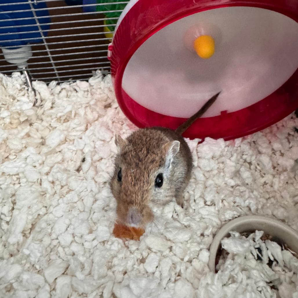Enlarge Milkshake, a Adoptable Gerbil in Clearwater, FL image 3/4