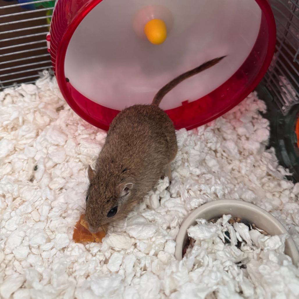 Enlarge Milkshake, a Adoptable Gerbil in Clearwater, FL image 4/4