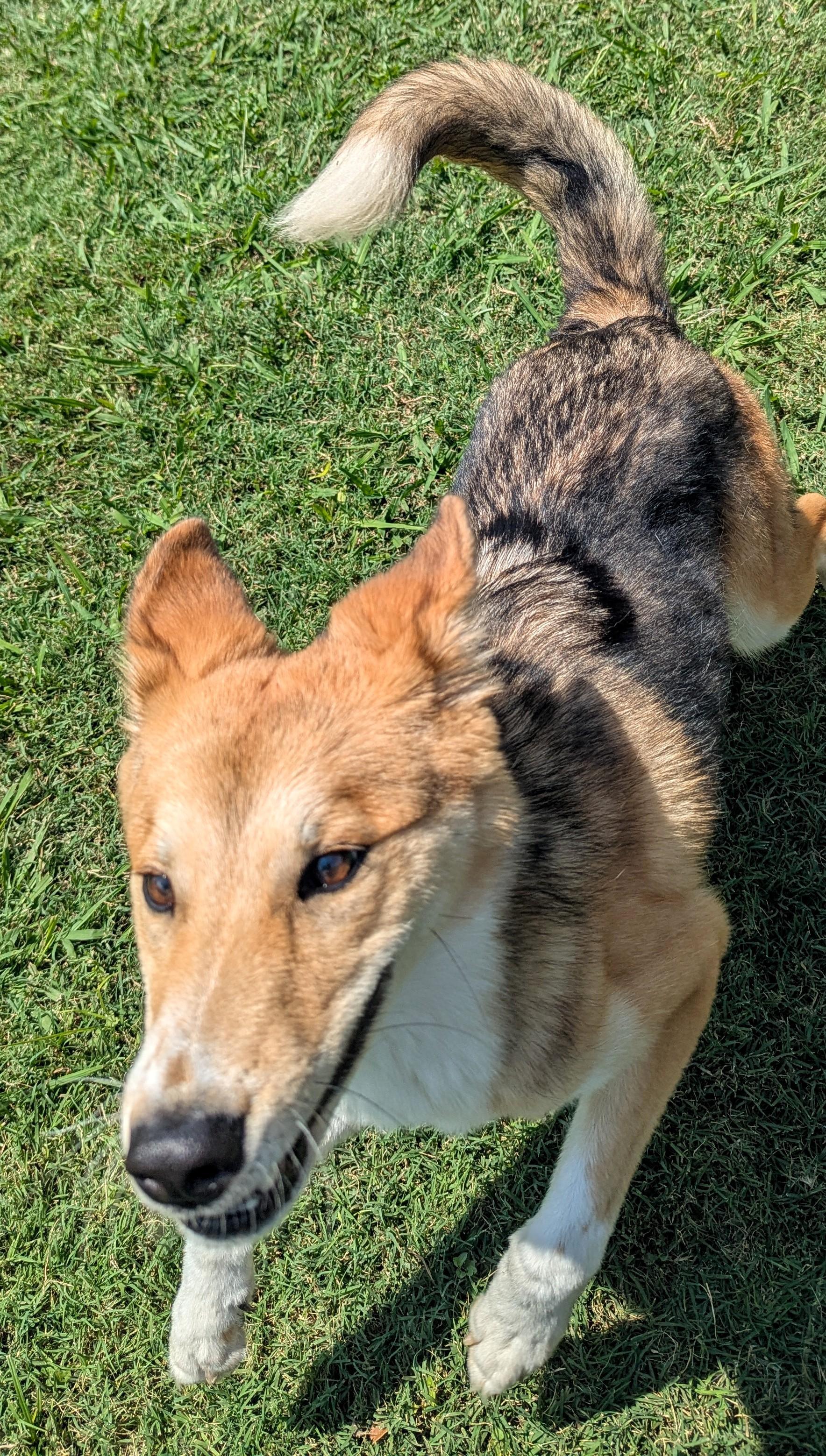 Lucky A photo 1