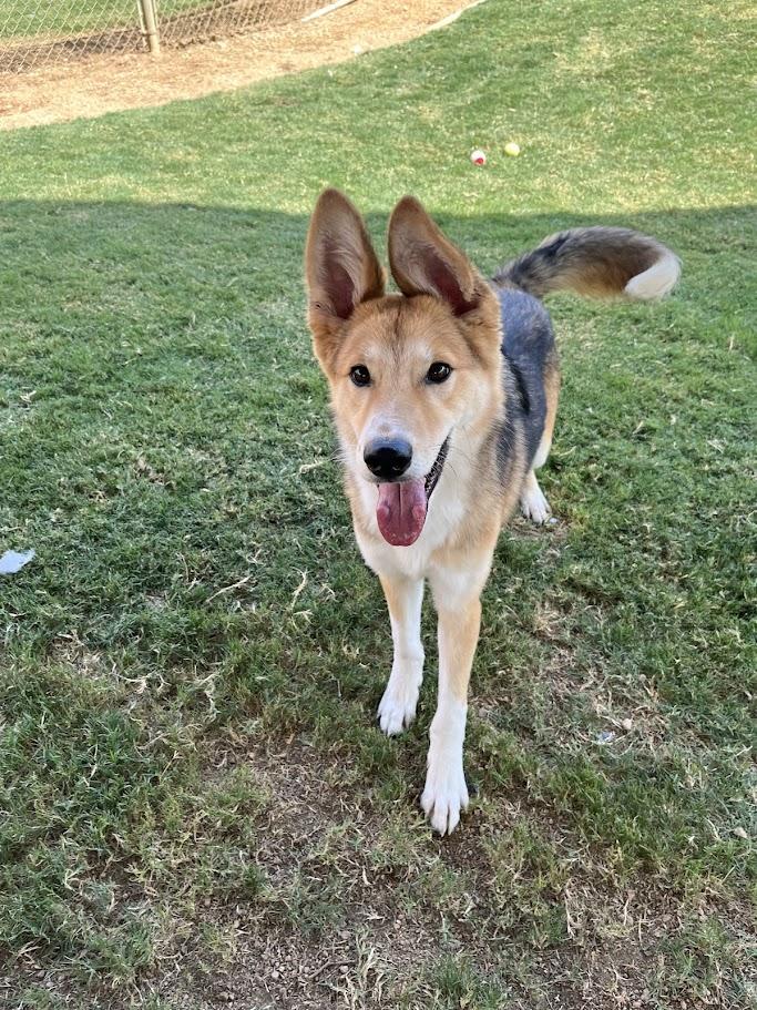 Lucky* A206184