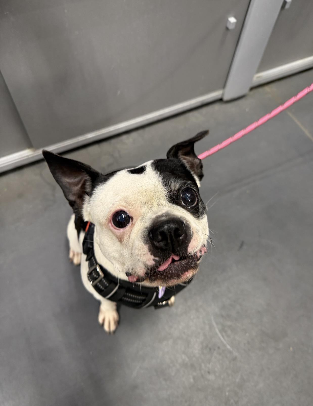 Enlarge Penny, a Adoptable mixed breed in Hartford, CT image 5/6
