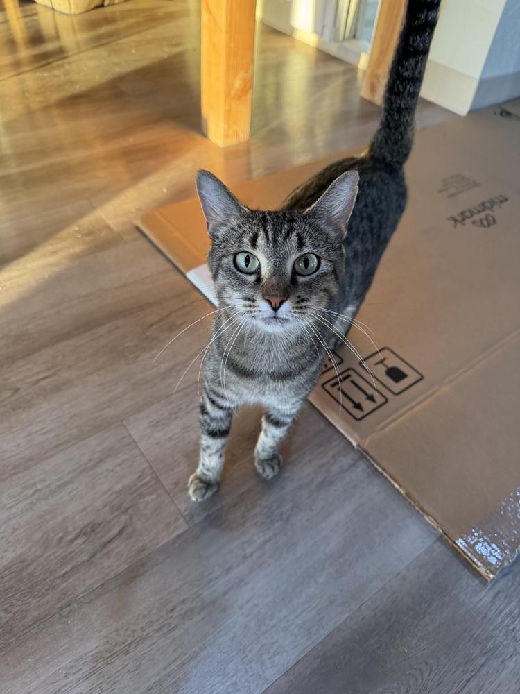 Sagebrush, Adoptable, Adult Female Domestic Short Hair.