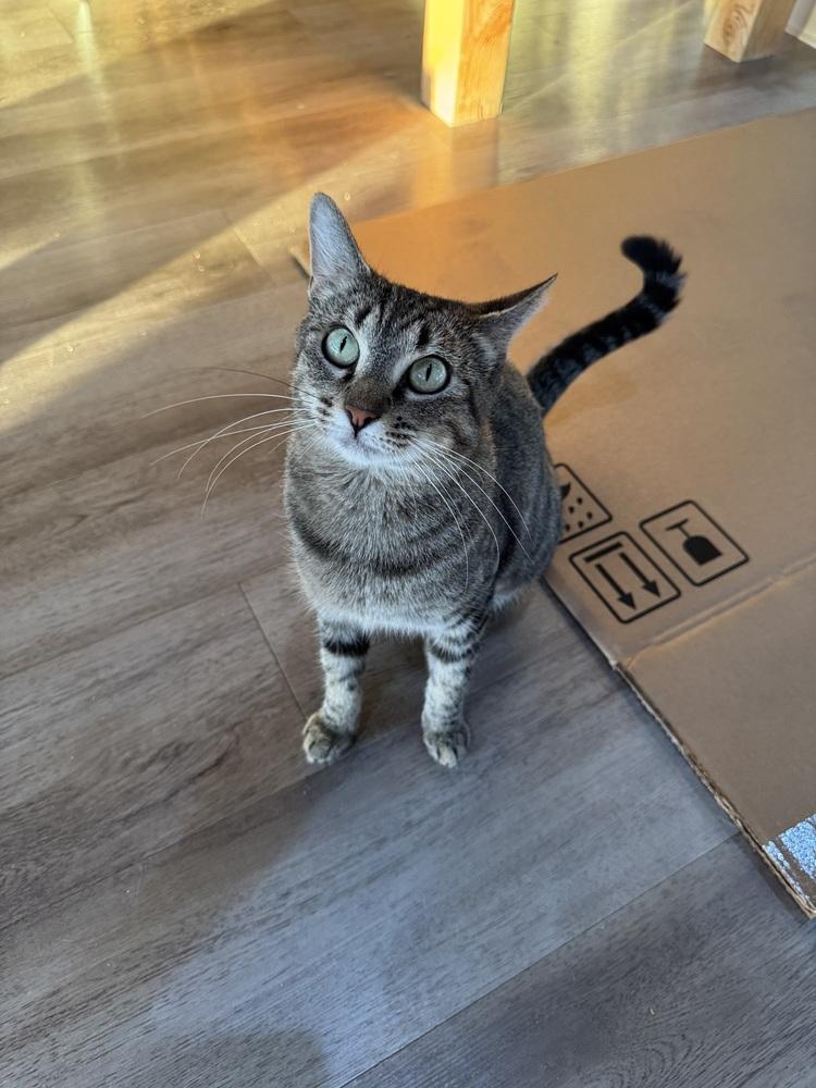 Enlarge Sagebrush, a Adoptable mixed breed in tucson, AZ image 2/3