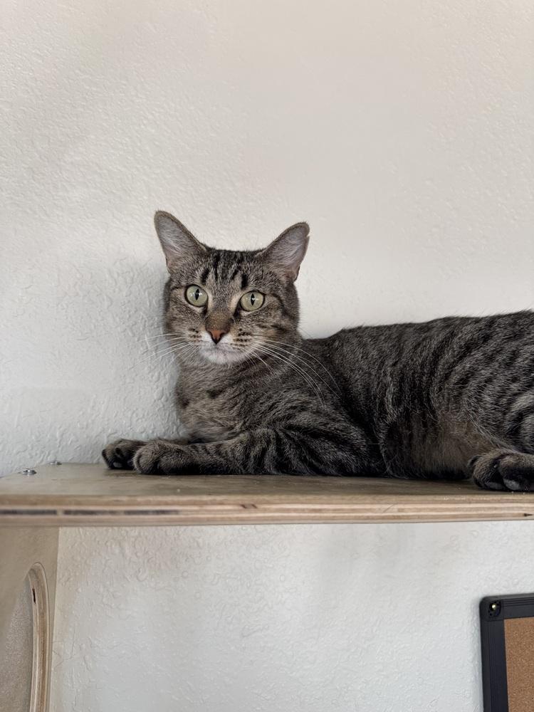 Enlarge Sagebrush, a Adoptable mixed breed in tucson, AZ image 3/3