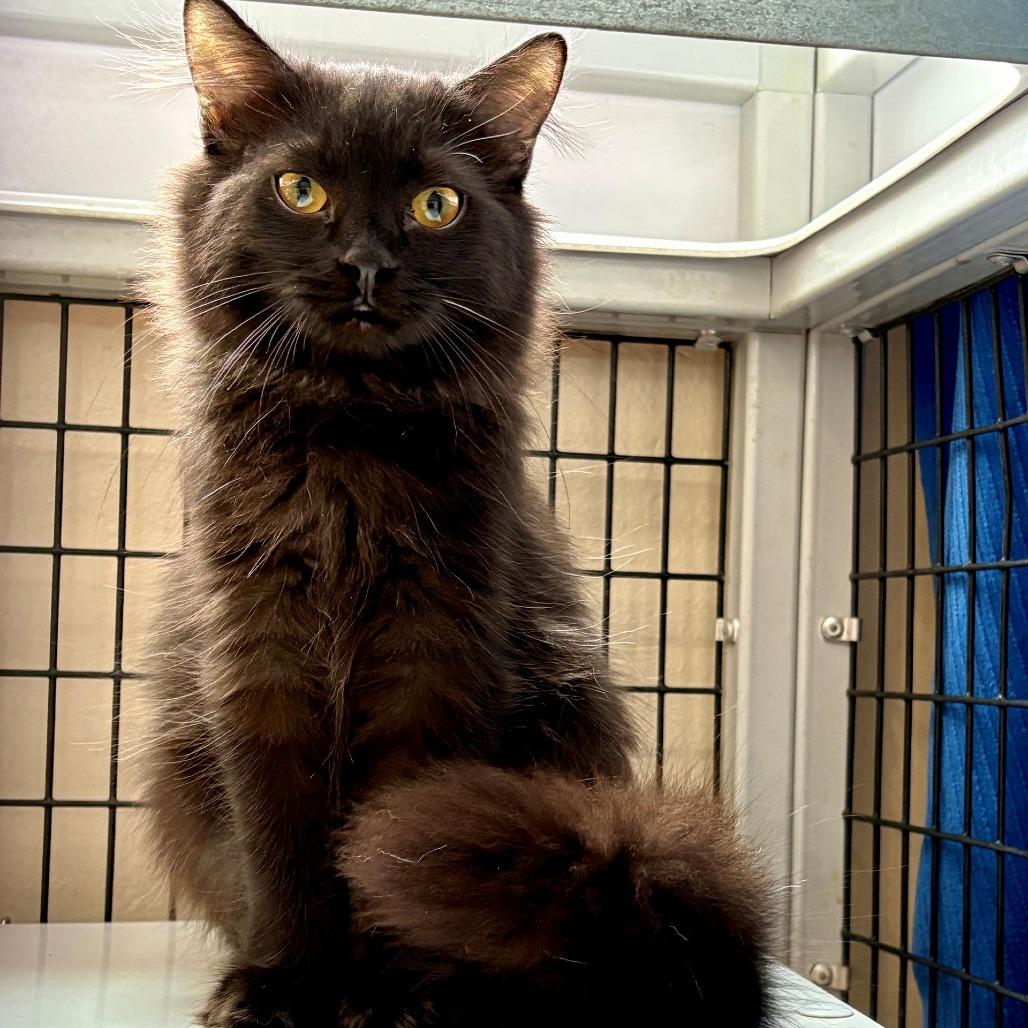 Joey, Adoptable, Kitten Male Domestic Long Hair.