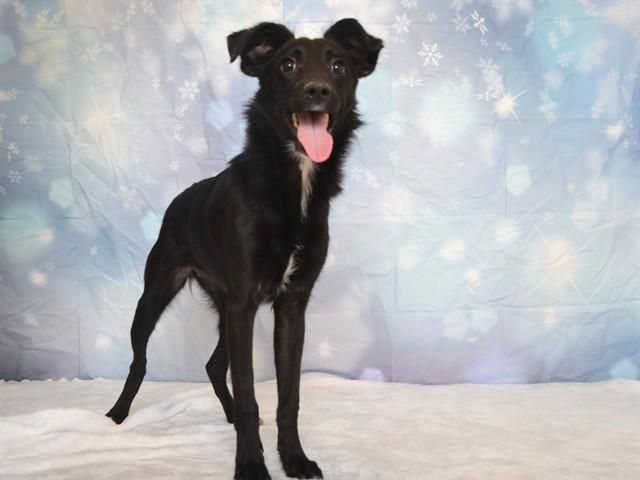 Enlarge SKIPPER, a Adoptable Australian Kelpie in Oroville, CA image 1/1