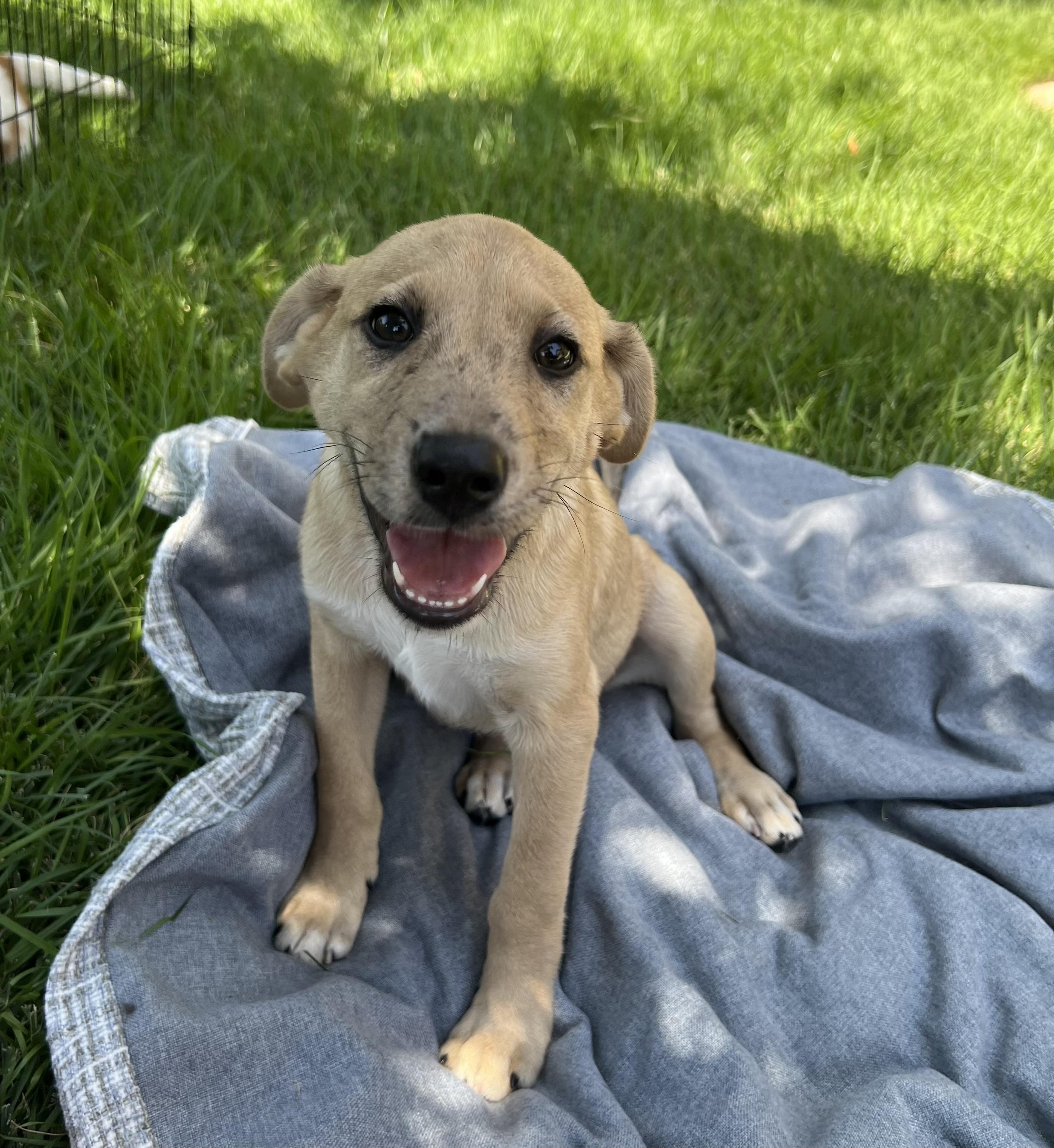 Enlarge Puppy Daisy, a Adoptable mixed breed in Austin, TX image 3/3