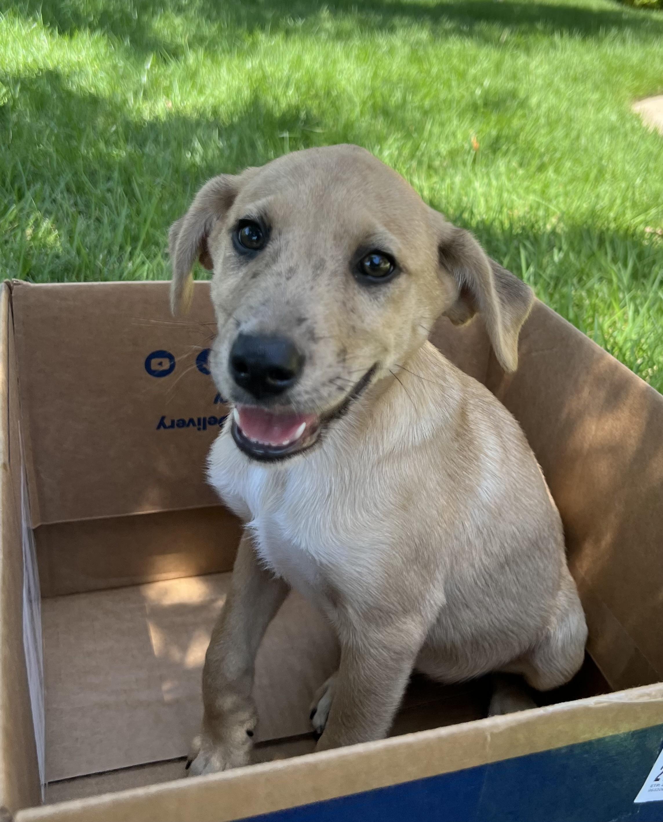 Puppy Daisy, Adoptable, Puppy Female Labrador Retriever.