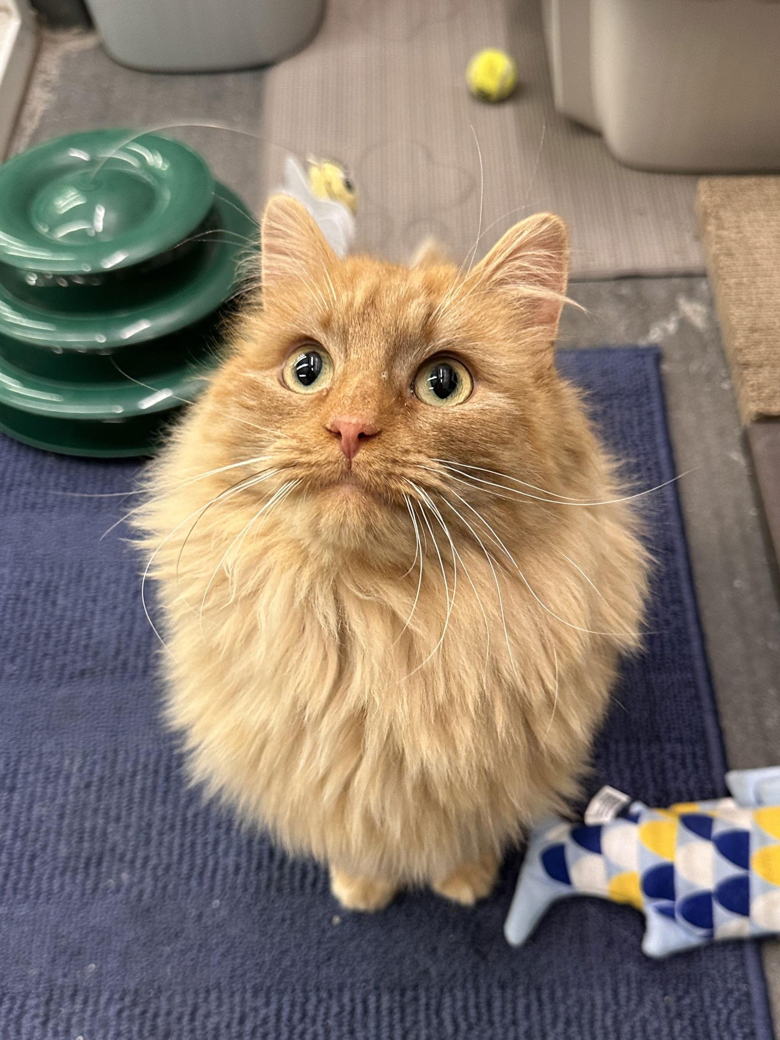 Lacey, Adopted, Young Female Domestic Long Hair.