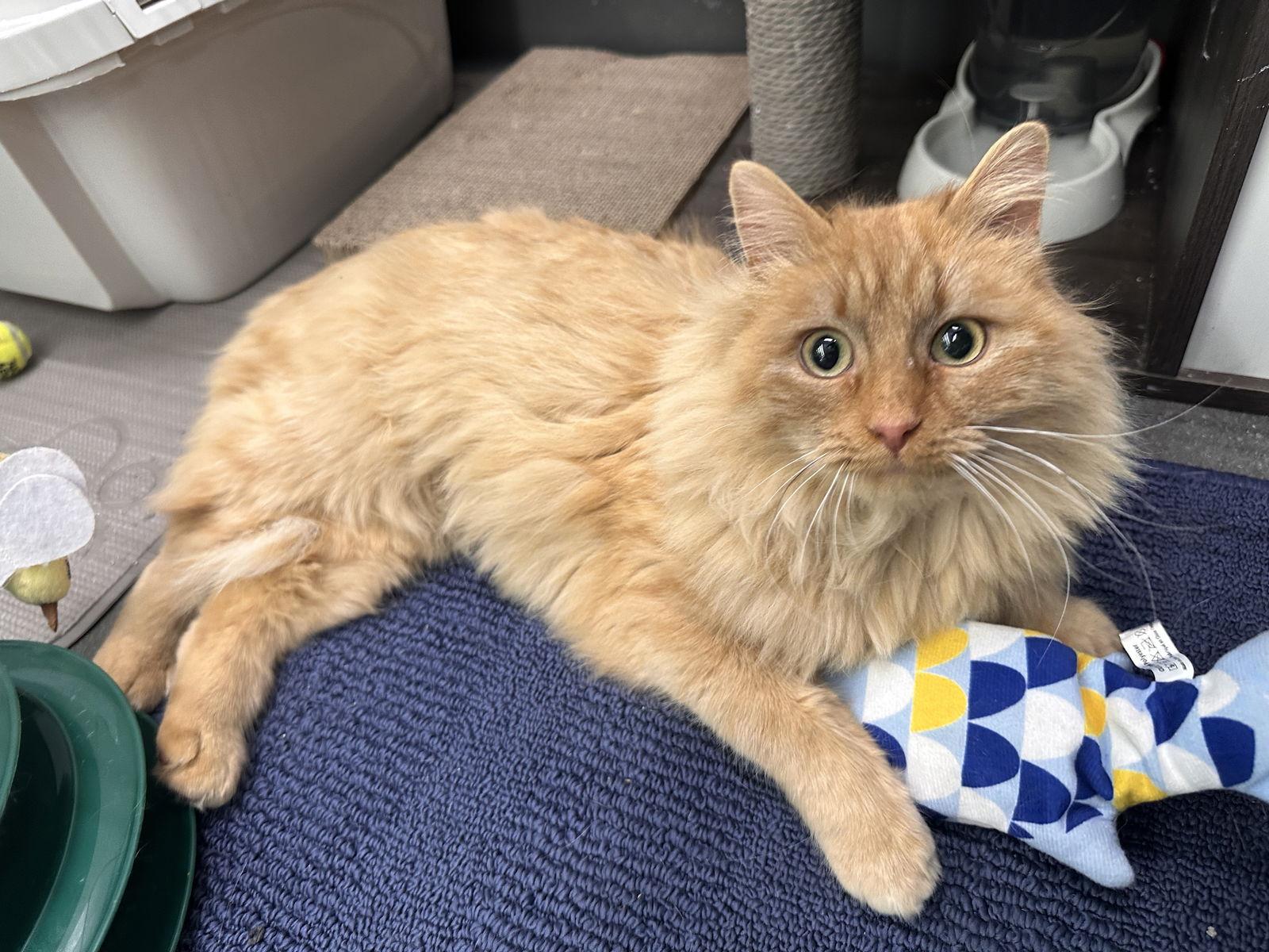 Lacey, a Adopted Domestic Long Hair in Crystal, MN image 3/3