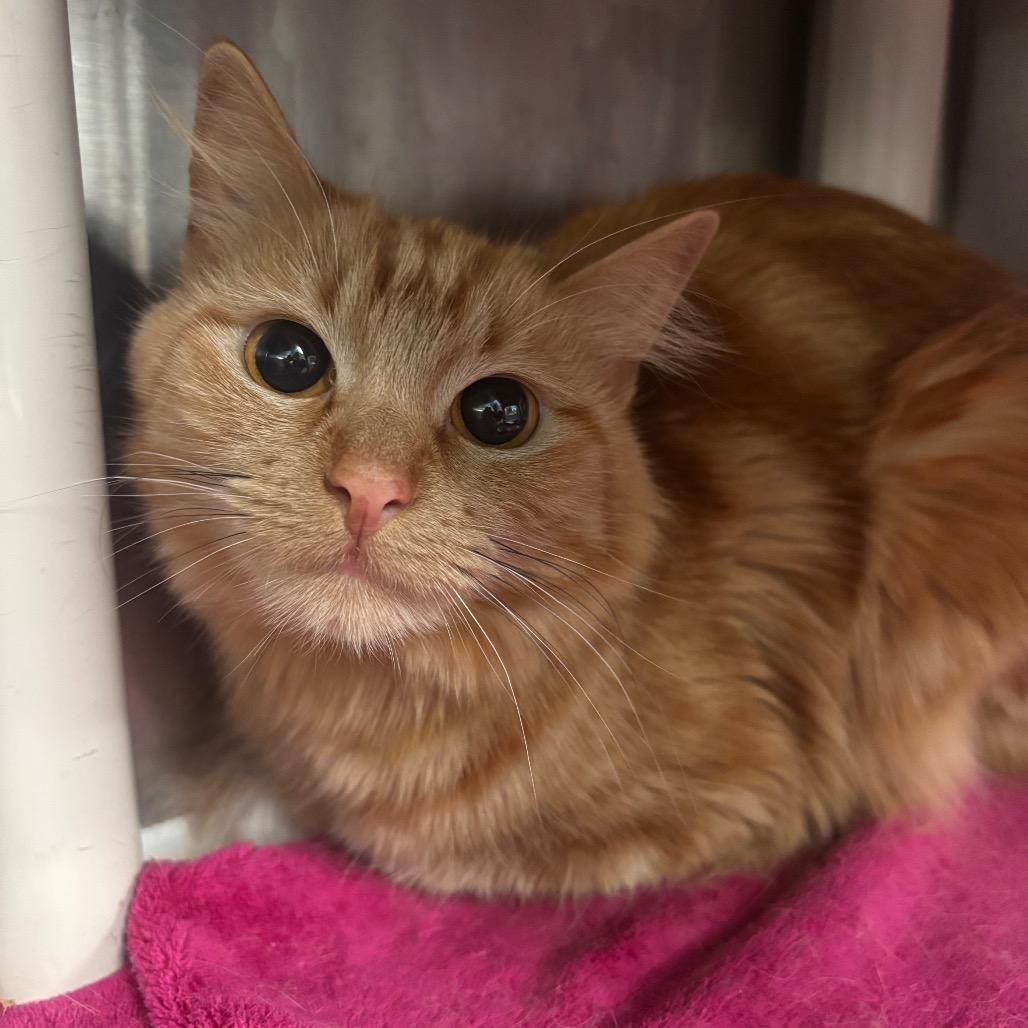 Gumball - Petsmart Belleville, Adoptable, Young Female Domestic Long Hair.