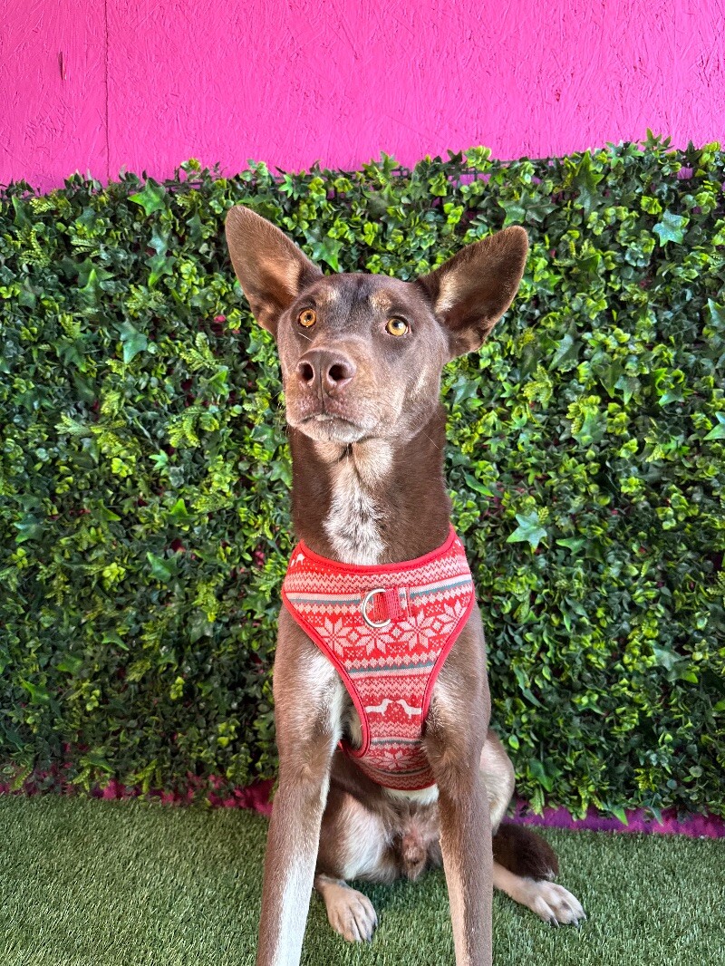 Adam, Adoptable, Young Male Doberman Pinscher & Shepherd.