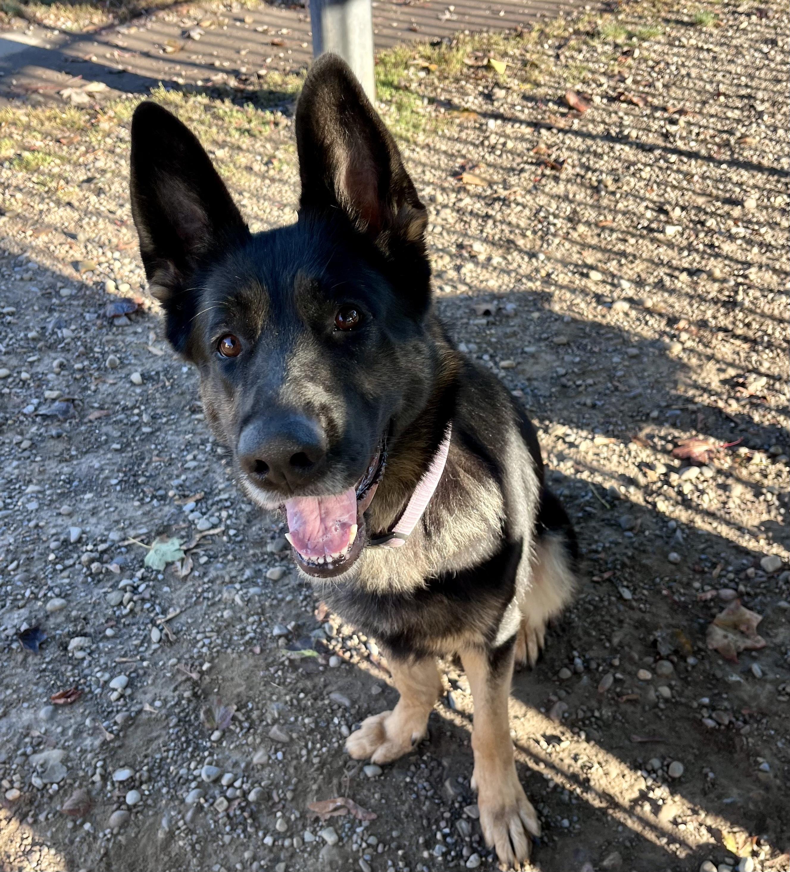 Enlarge Brownie, a Adoptable German Shepherd Dog in Buffalo, NY image 4/6