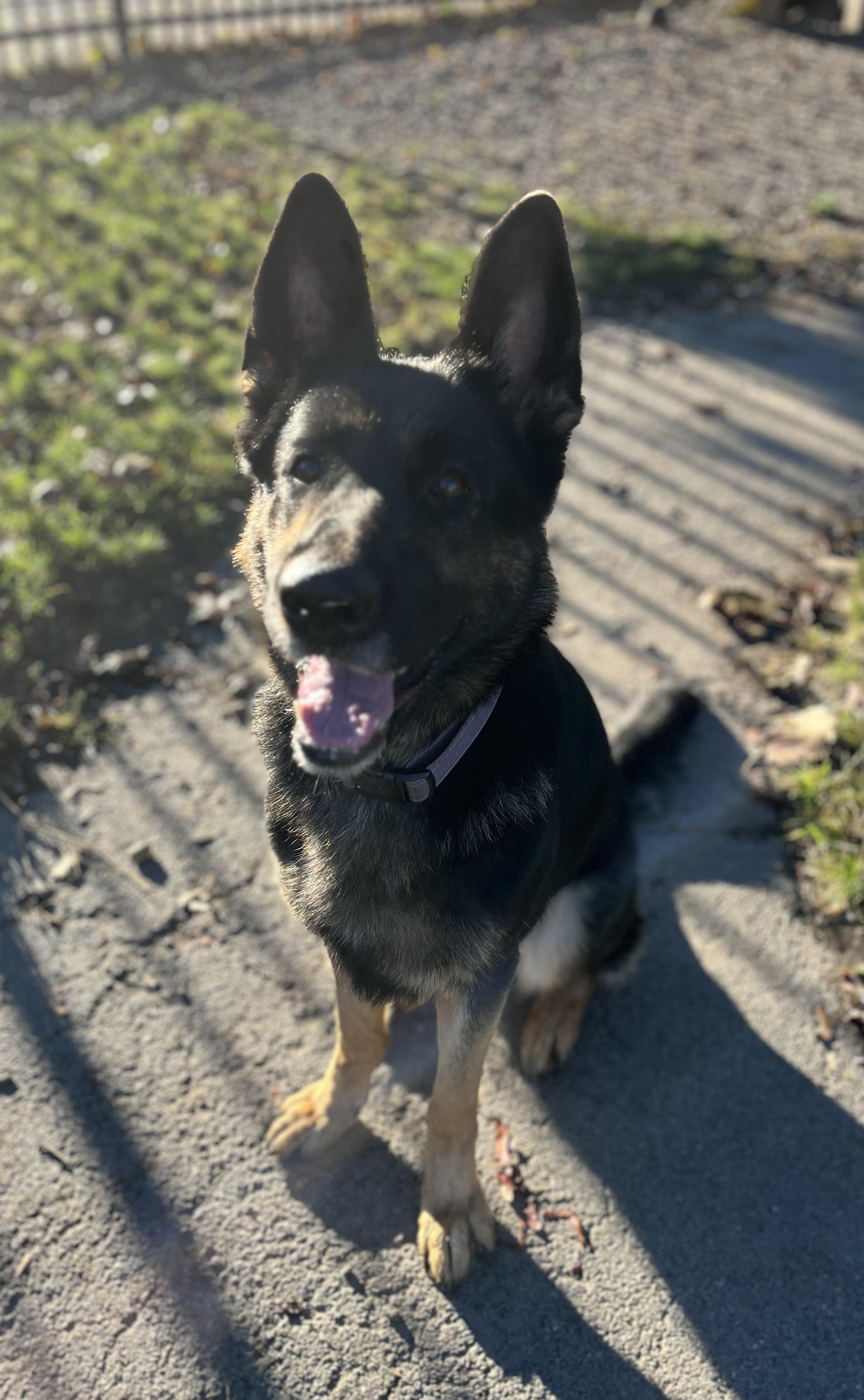 Enlarge Brownie, a Adoptable German Shepherd Dog in Buffalo, NY image 2/6