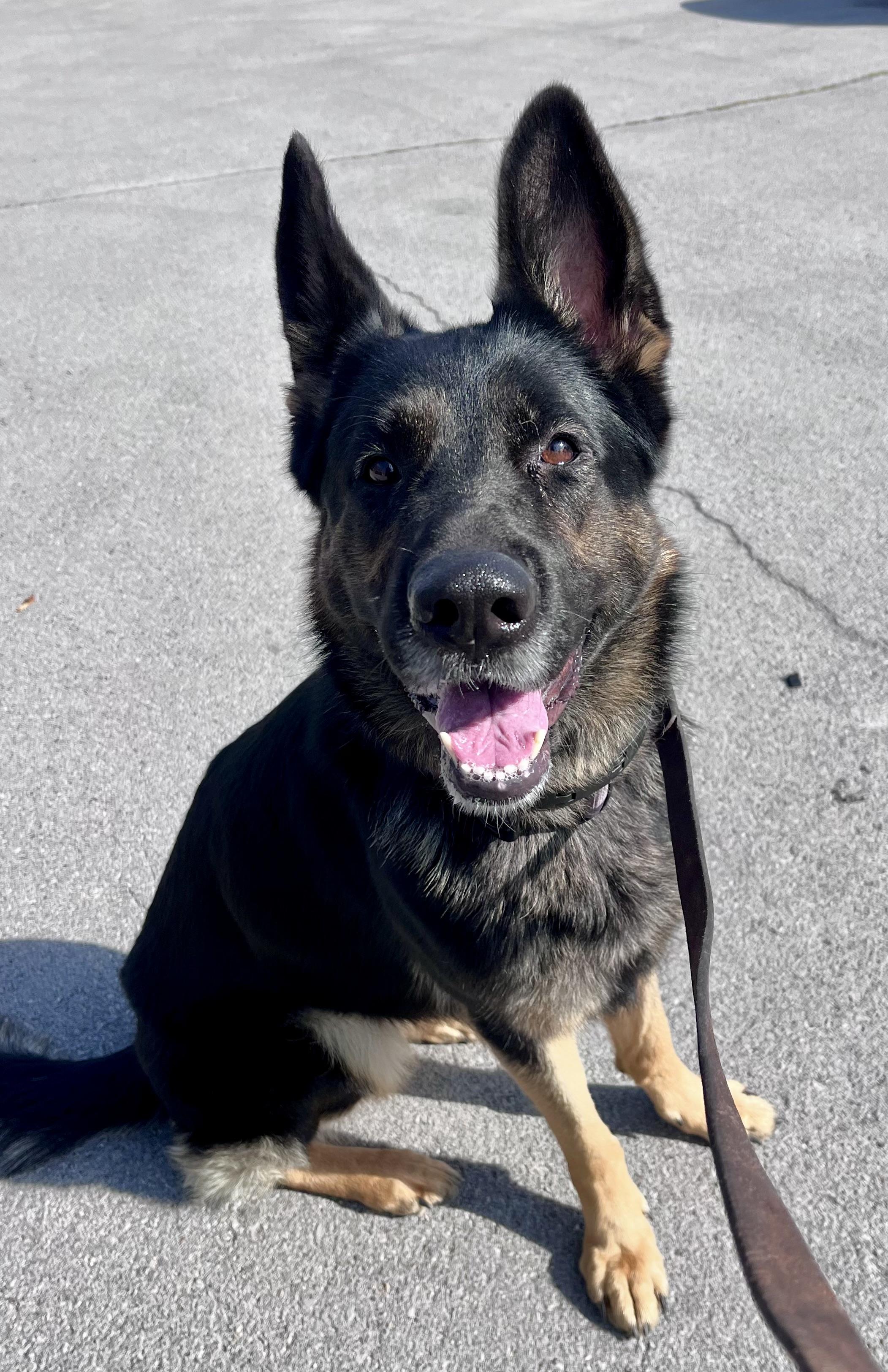 Enlarge Brownie, a Adoptable German Shepherd Dog in Buffalo, NY image 6/6