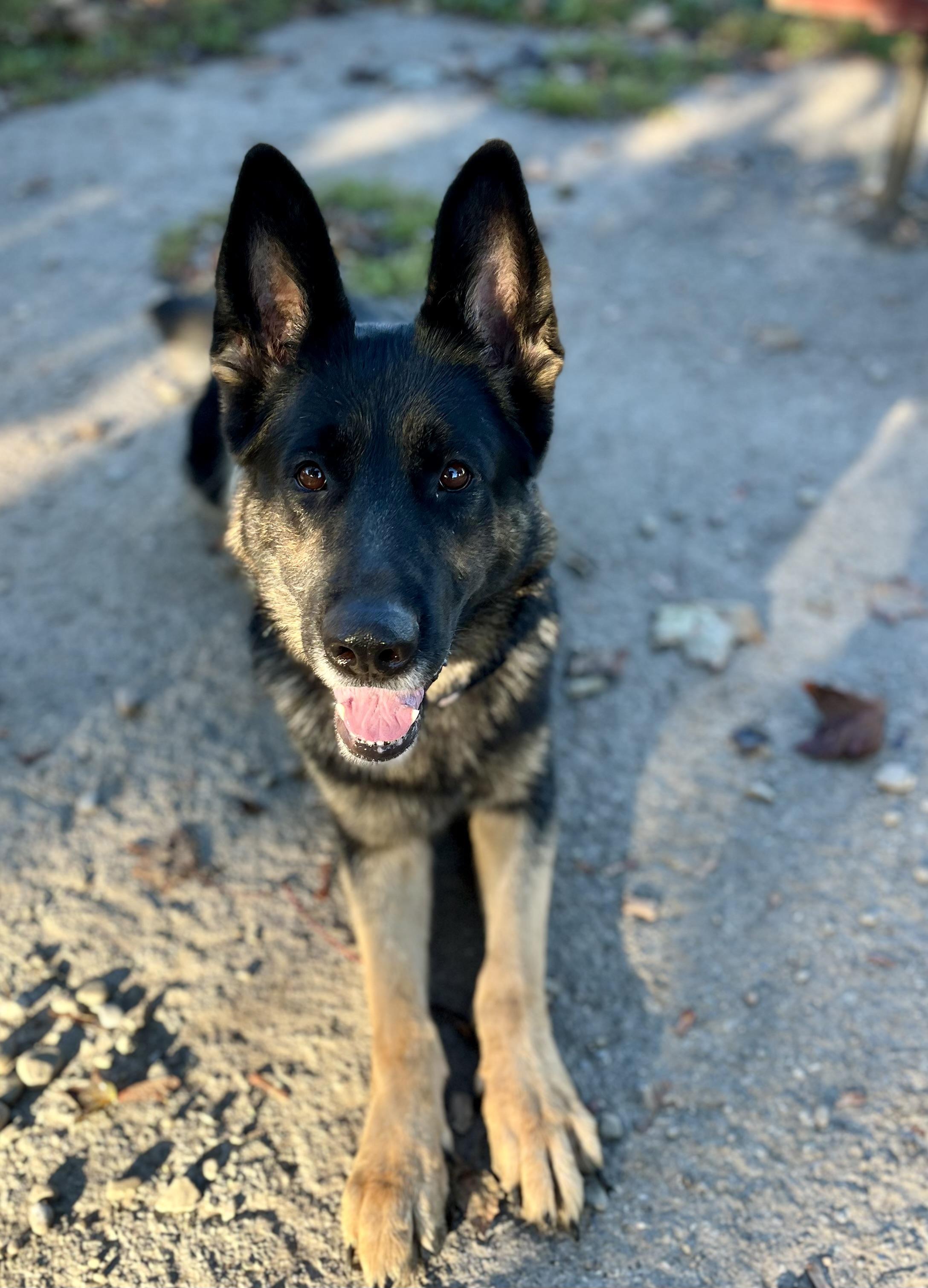 Enlarge Brownie, a Adoptable German Shepherd Dog in Buffalo, NY image 3/6