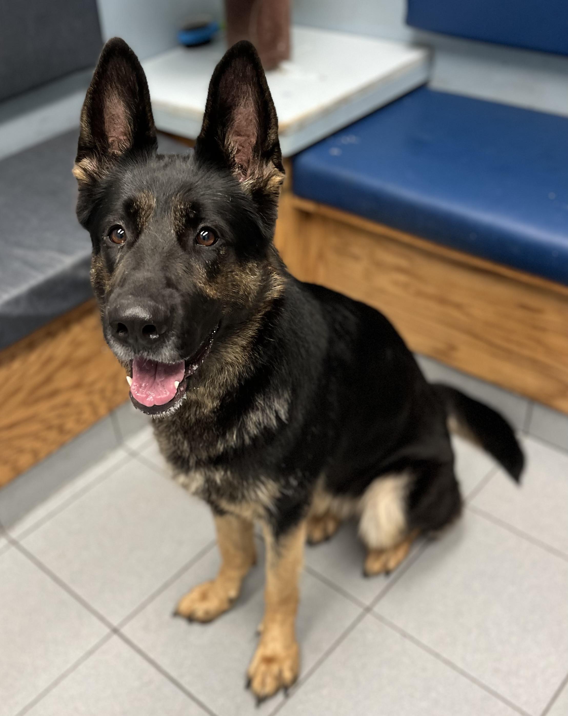 Enlarge Brownie, a Adoptable German Shepherd Dog in Buffalo, NY image 1/6
