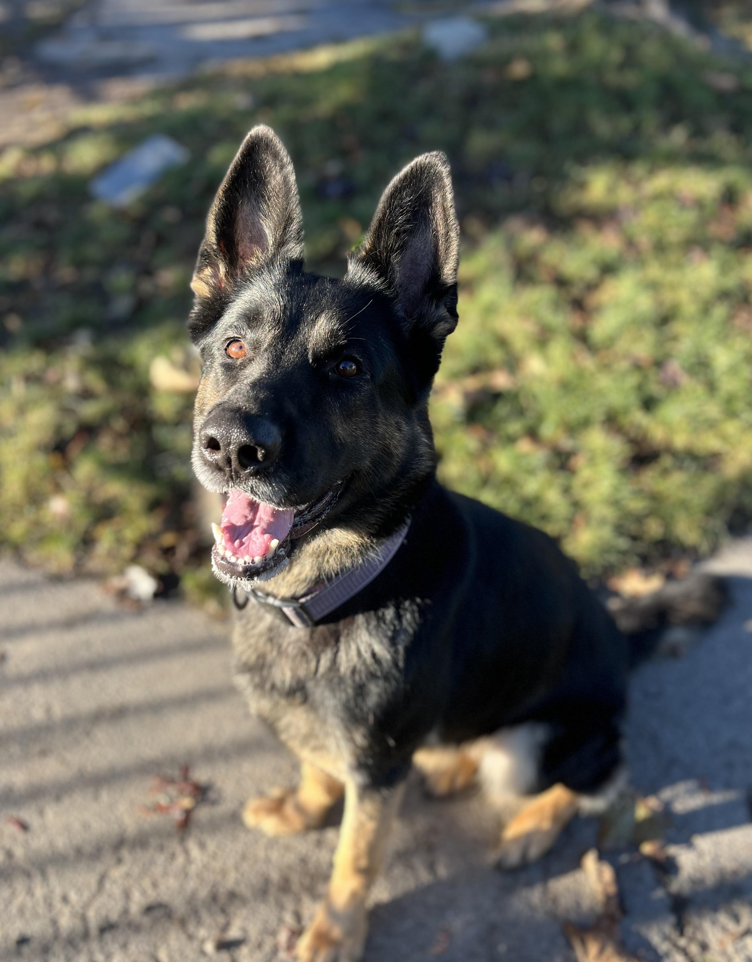 Enlarge Brownie, a Adoptable German Shepherd Dog in Buffalo, NY image 5/6