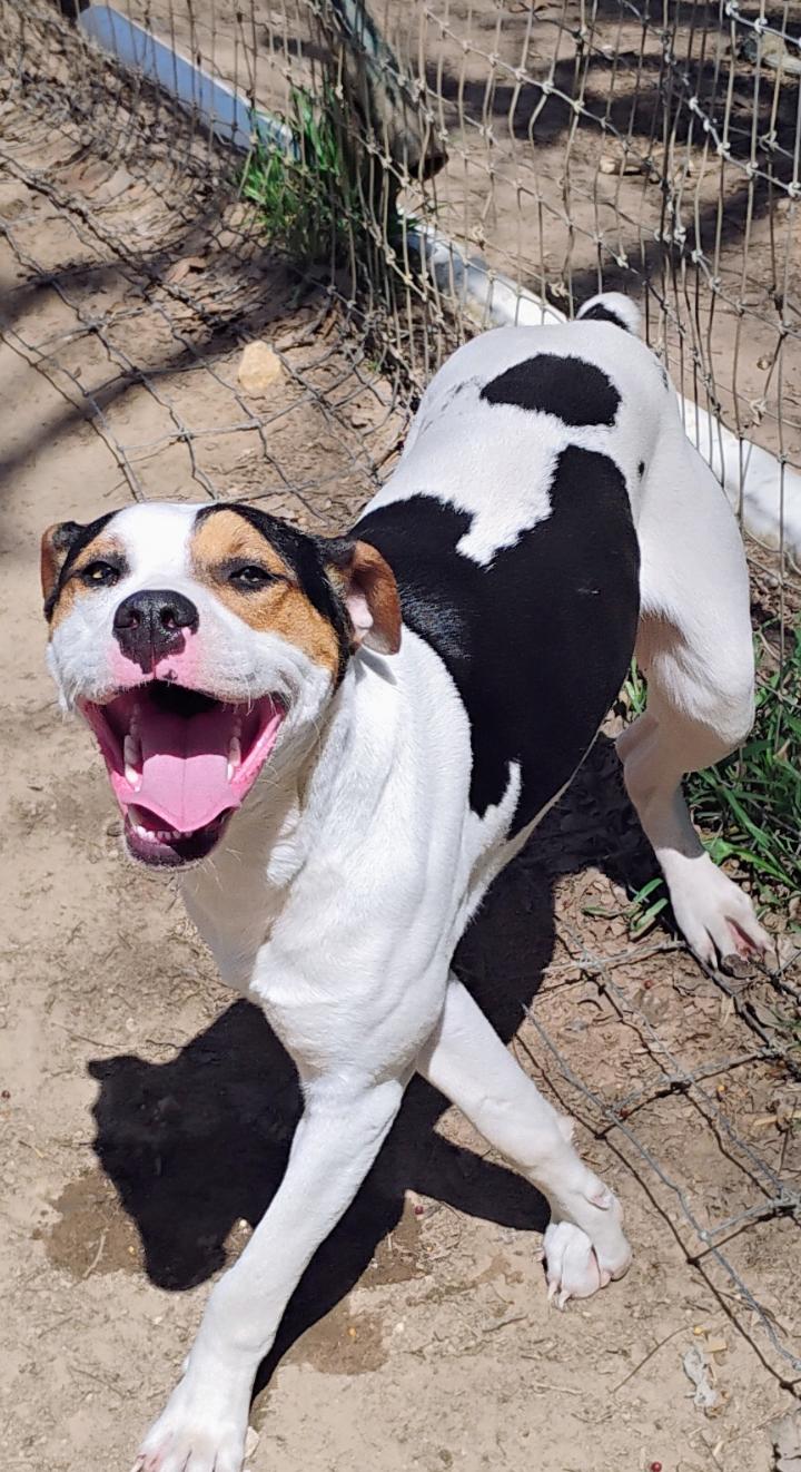 HUEY, a Adoptable mixed breed in Saint Jo, TX image 1/4