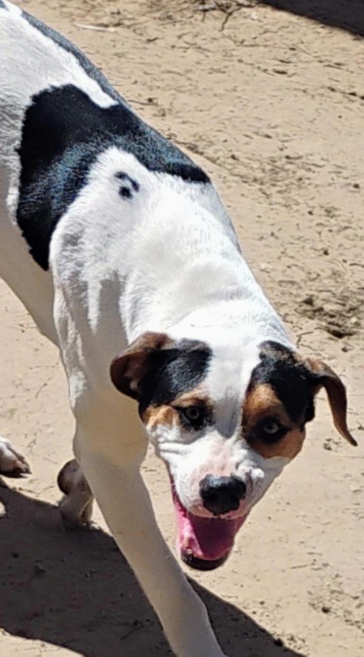 HUEY, a Adoptable mixed breed in Saint Jo, TX image 2/4