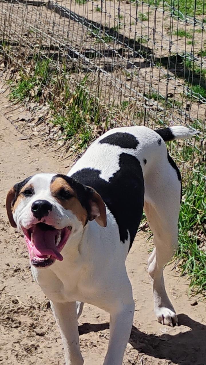 HUEY, a Adoptable mixed breed in Saint Jo, TX image 3/4