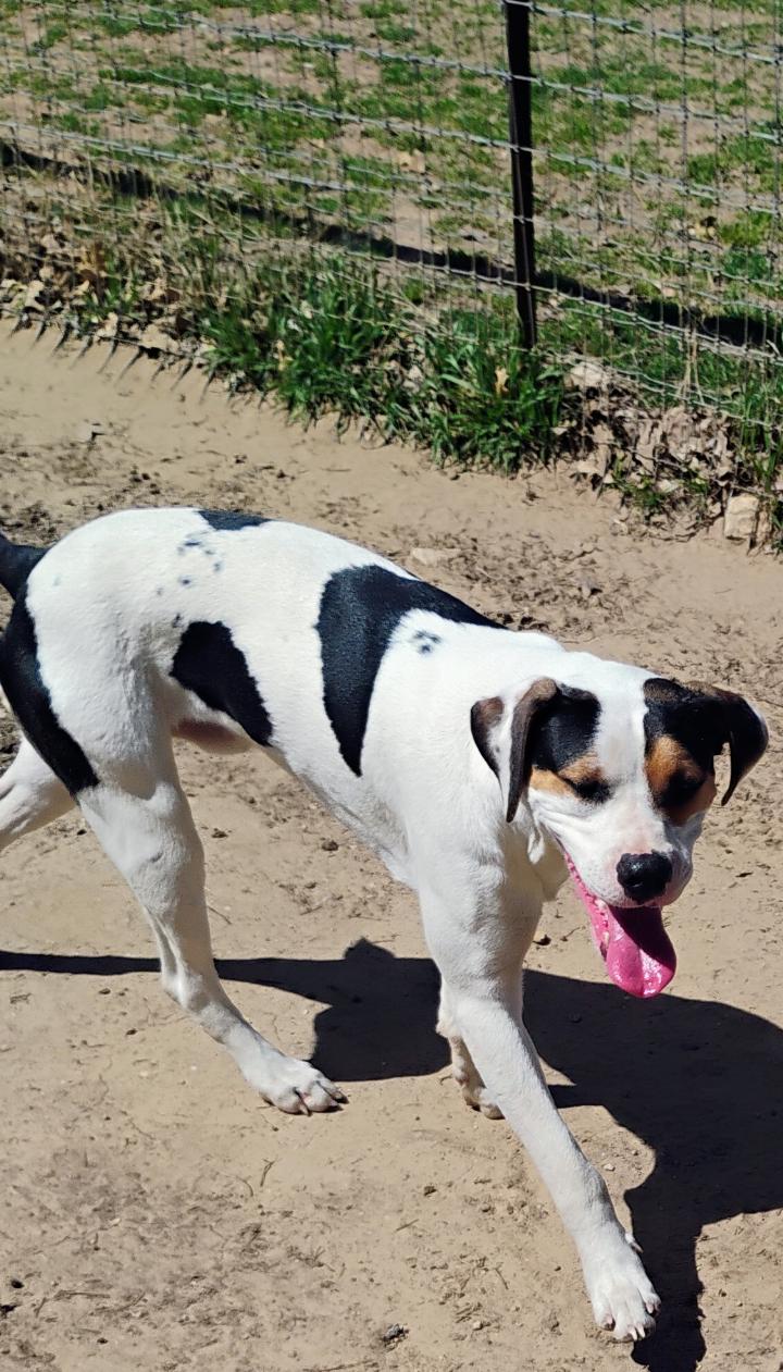 HUEY, a Adoptable mixed breed in Saint Jo, TX image 4/4