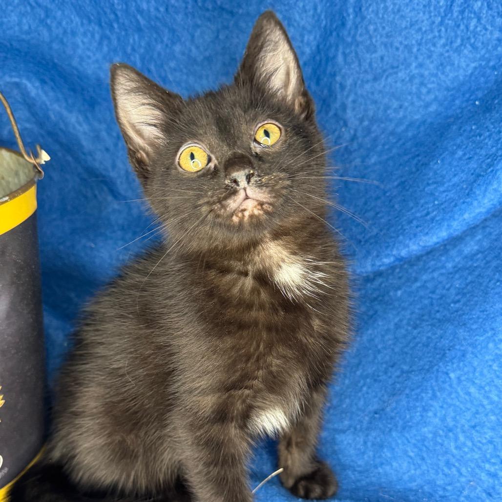 Kelsi Nielsen, Adoptable, Kitten Female Bombay & Russian Blue.