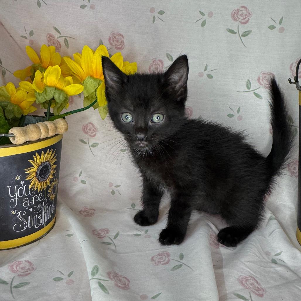 Kelsi, Adoptable, Kitten Female Bombay & Russian Blue.