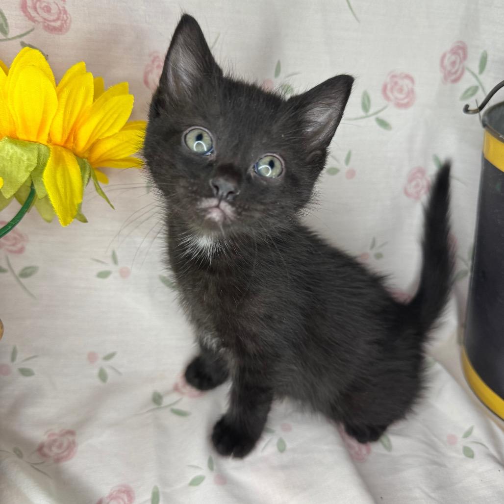 Kelsi, a Adoptable mixed breed in Mount Vernon, IL image 2/6