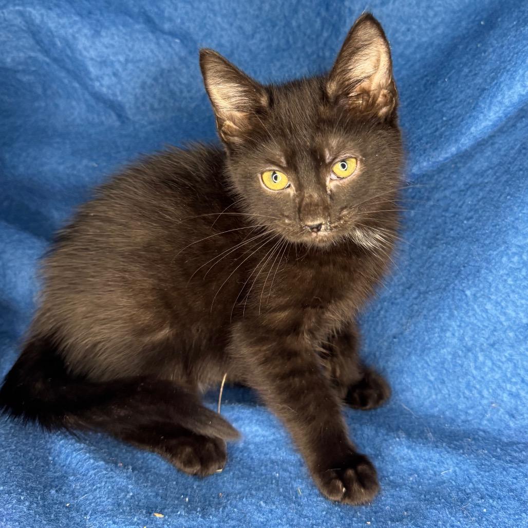 Enlarge Kelsi Nielsen, a Adoptable mixed breed in Mount Vernon, IL image 2/6