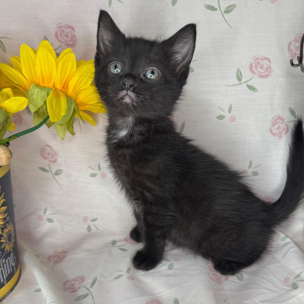 Kelsi, a Adoptable mixed breed in Mount Vernon, IL image 3/6
