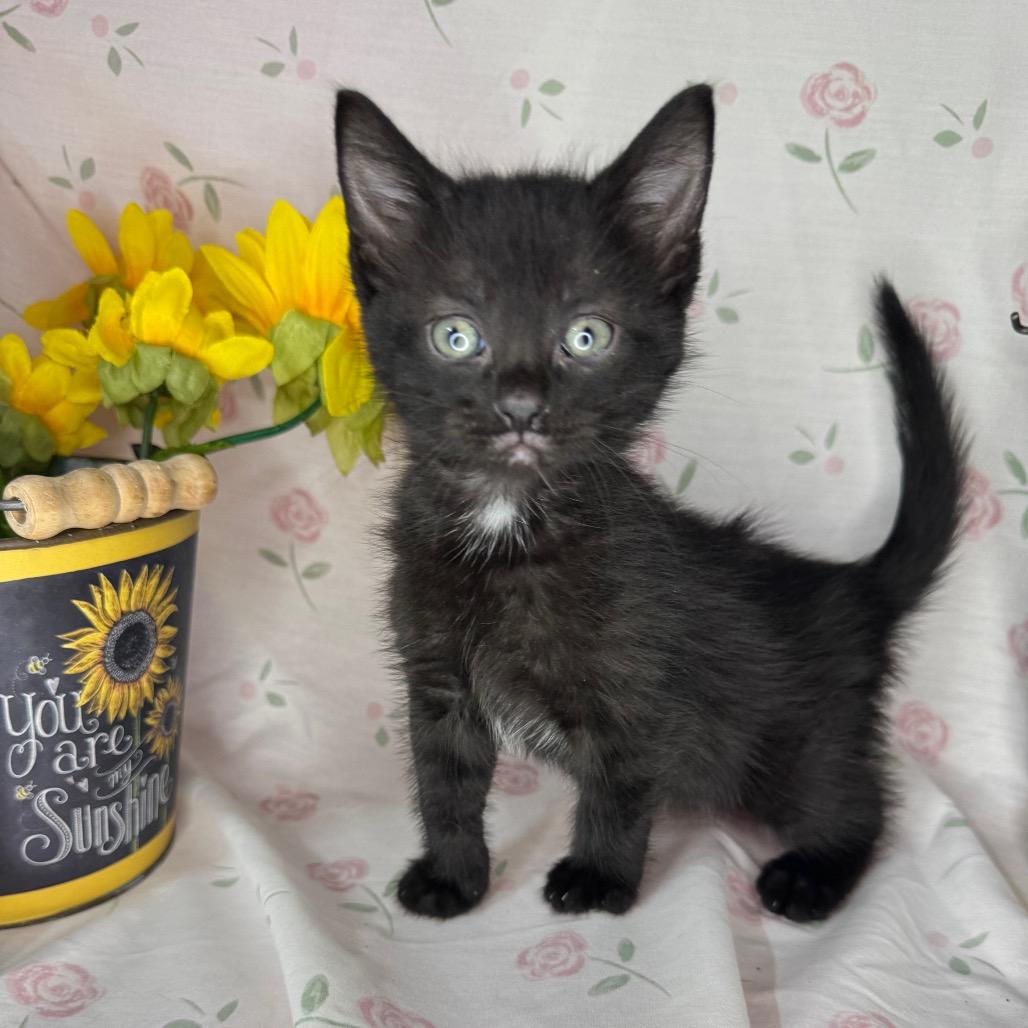 Kelsi, a Adoptable mixed breed in Mount Vernon, IL image 4/6